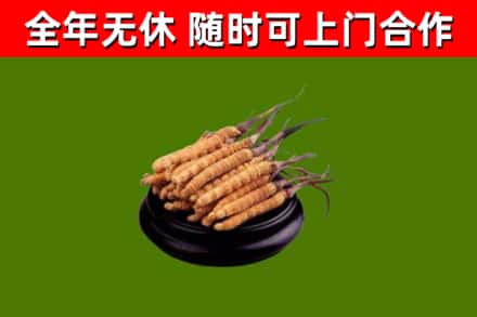 荔城烟酒回收冬虫夏草.jpg