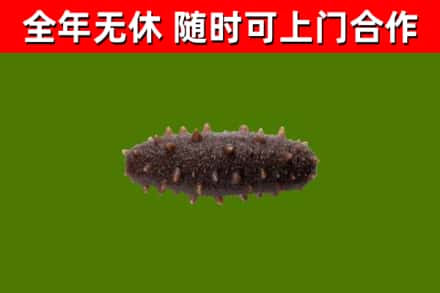 荔城烟酒回收干海参.jpg